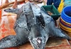 Rùa da quý hiếm nặng hơn 150 kg chết ở vùng biển Phú Quốc