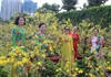 Khánh Hòa: Hàng vạn du khách tham quan miễn phí vườn mai lớn nhất phố biển Nha Trang