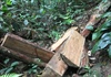Quảng Bình: Khởi tố 5 đối tượng phá rừng lấy gỗ lim ở Trường Sơn