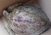 Quảng Nam: Liên tiếp xuất hiện cá heo, rùa xanh quý hiếm bị thương nặng dạt vào bờ biển Hội An