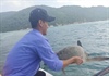 Quảng Nam: Thả rùa xanh quý hiếm mắc lưới ngư dân về biển