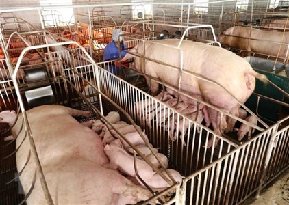 Quảng Nam tập trung hỗ trợ người nuôi lợn tái đàn sau dịch bệnh