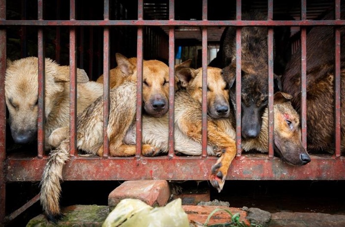 Hơn 770.000 chữ ký ủng hộ chấm dứt mua bán, giết mổ chó mèo lấy thịt
