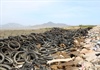 Ninh Thuận tiêu hủy hàng vạn lốp xe cũ sử dụng nuôi hàu