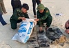 Phát hiện 20kg chất ma tuý trôi dạt vào bờ biển Quảng Bình