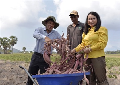 Hiệu quả từ mô hình trồng rau của đồng bào Khmer vùng biên giới