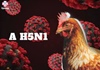 Người mắc cúm A/H5N1 tử vong: Chưa có thuốc đặc trị và vắcxin phòng bệnh